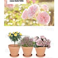 Antevisão Folheto LIDL Especial Jardinagem d25.jpg